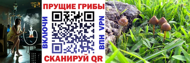 Галлюциногенные грибы Psilocybine cubensis  Озёрск 
